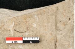 Foto (Detailansicht) von Mespilus germanica Linne (NHMW-GEO-2024-0188-15013)